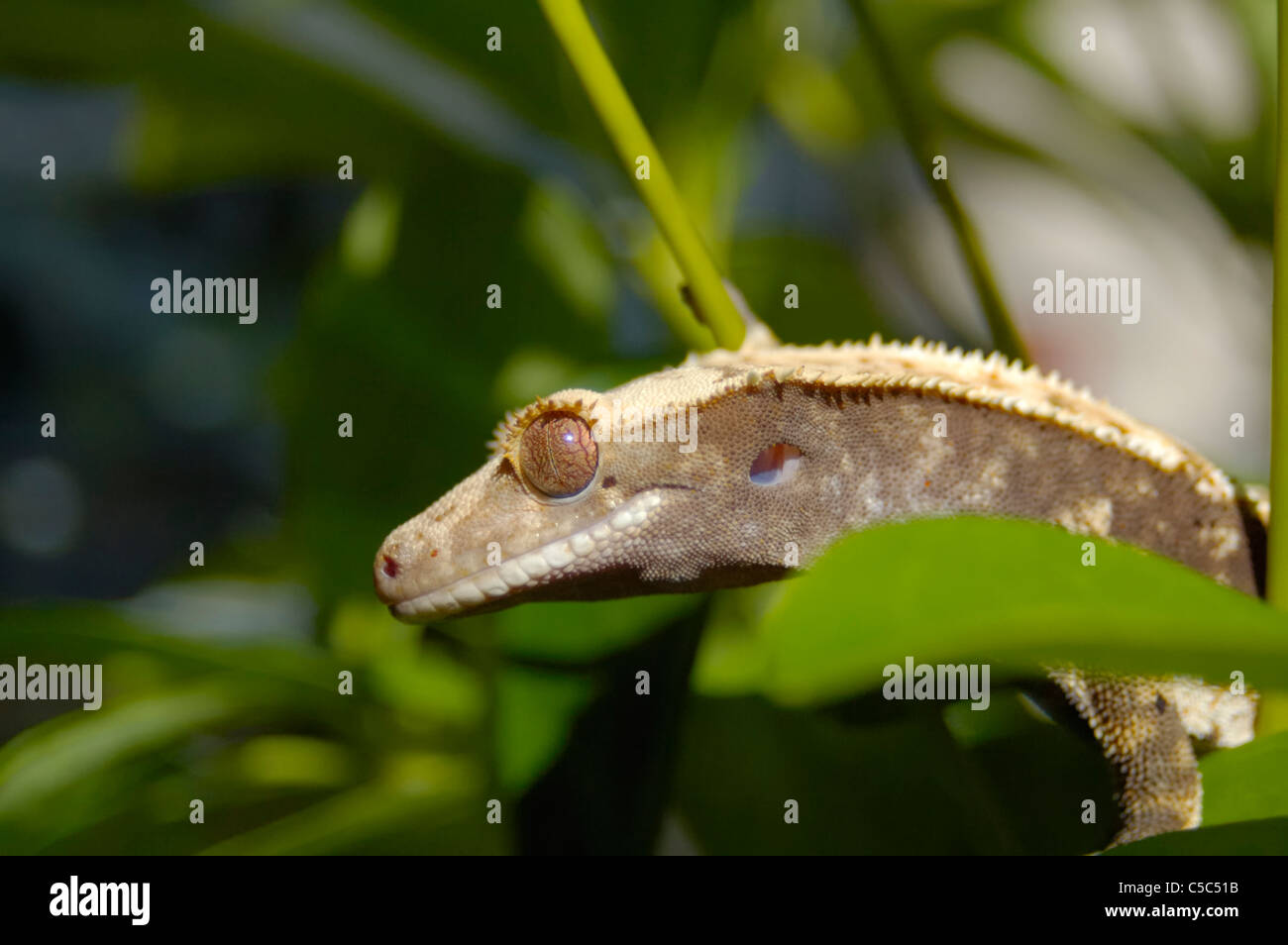 Crested Gecko Closeup, seduti in un impianto di philodendron. Foto Stock
