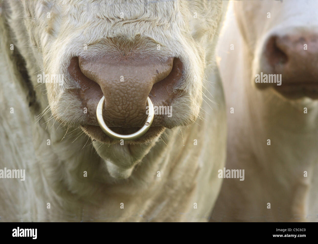 Dettaglio colpo di un toro bianco con anello di naso Foto stock - Alamy