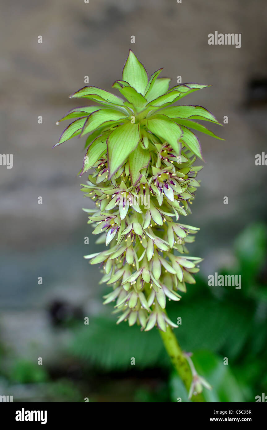 Giglio di ananas, Eucomis sp Foto Stock