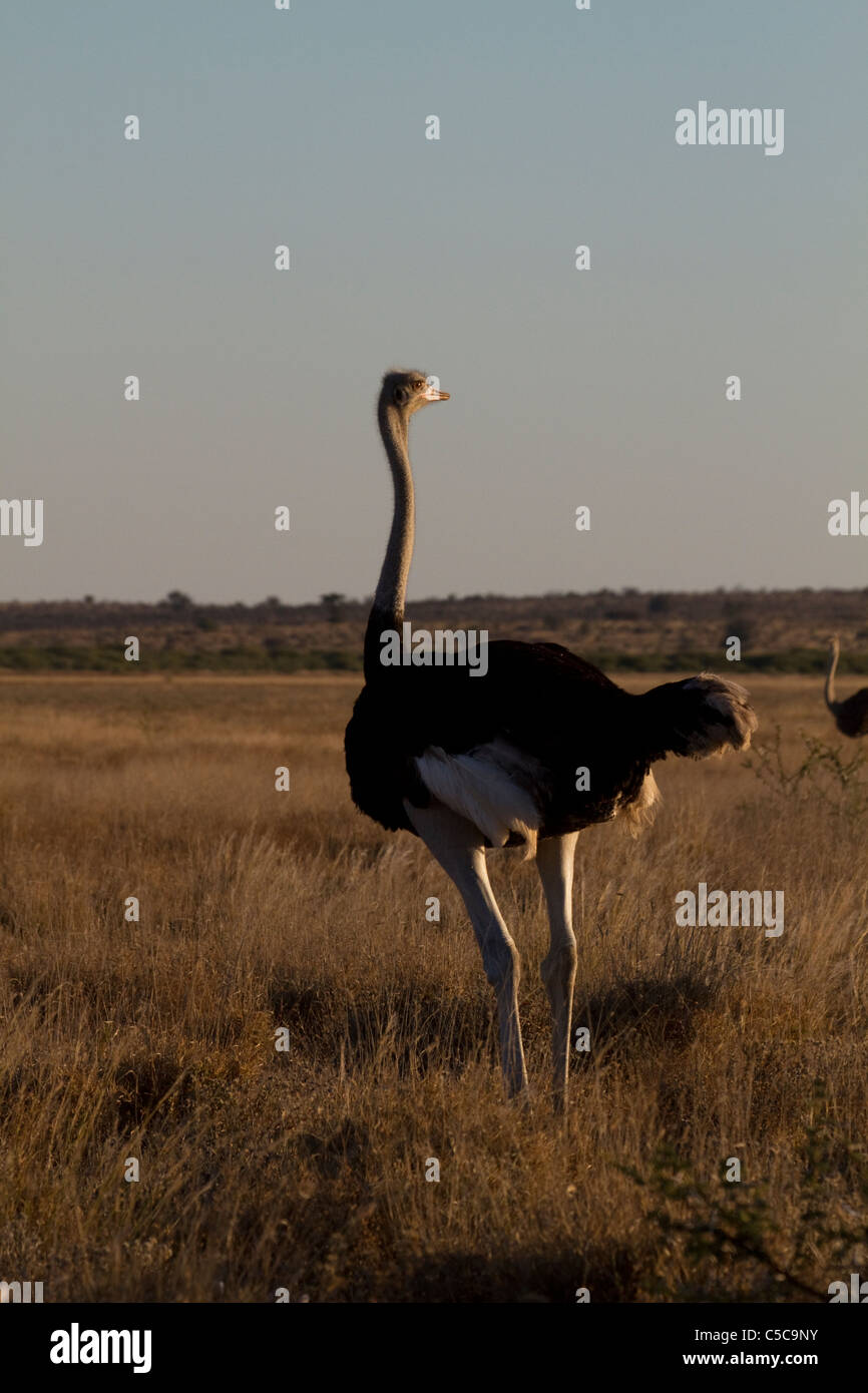 Ostrich nel Kalahari centrale Foto Stock