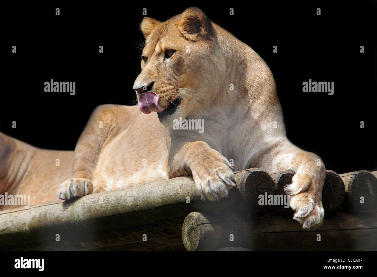 La Barberia o Atlas Lion è la più grande sottospecie di Lion. Un maschio può essere di oltre 3 metri di lunghezza e pesare più di 250 kg. Foto Stock