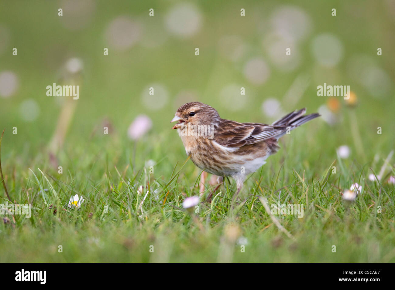 Twite; Carduelis flavirostris; Mull; Scozia Foto Stock