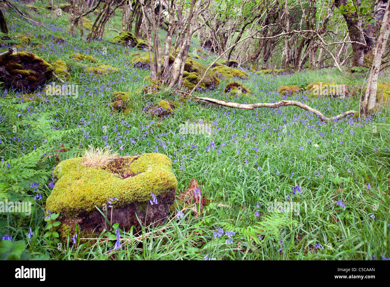 Ulva; bosco; la Scozia Foto Stock