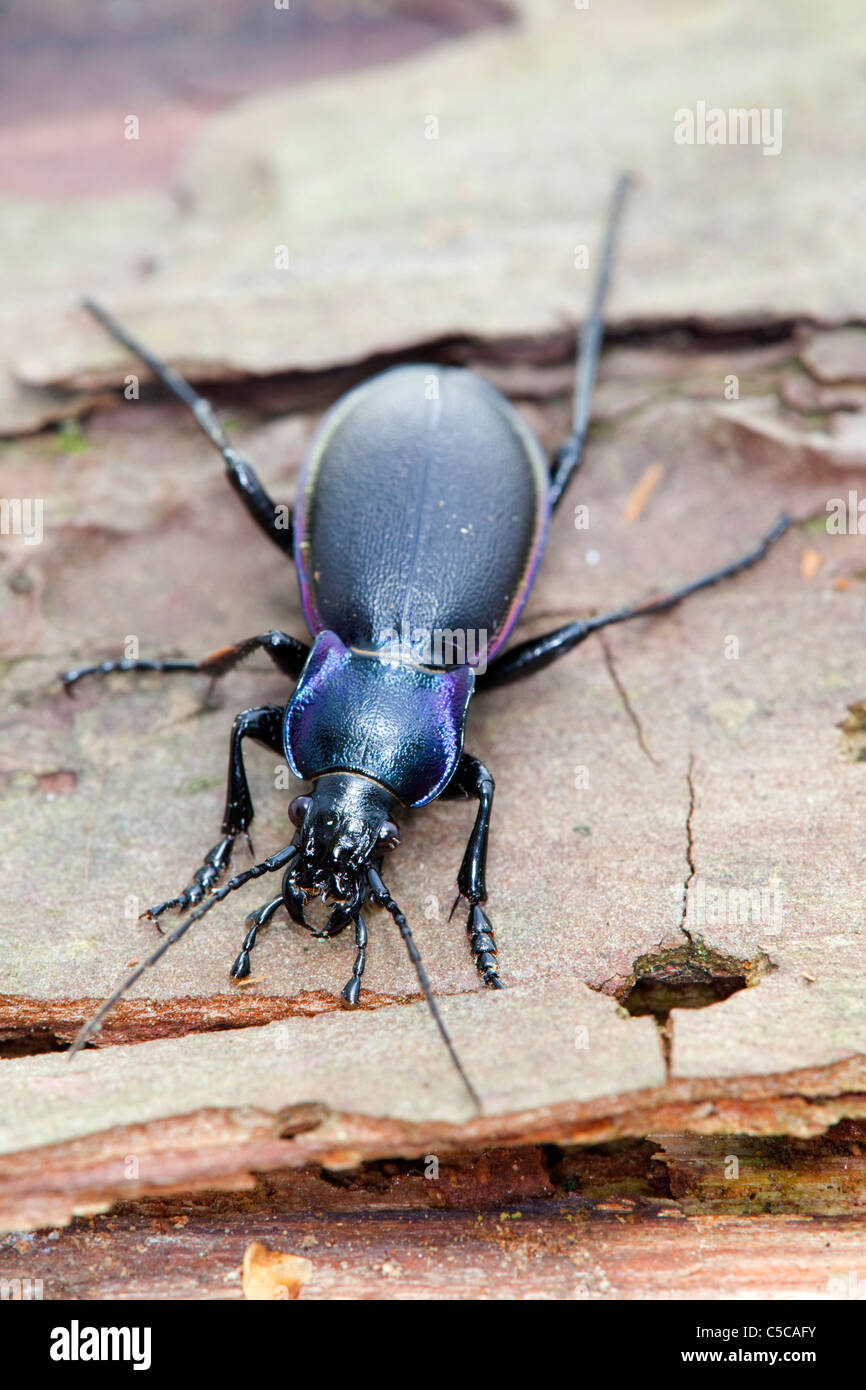 Massa viola Beetle; Carabus tendente al violaceo; su legno Foto Stock