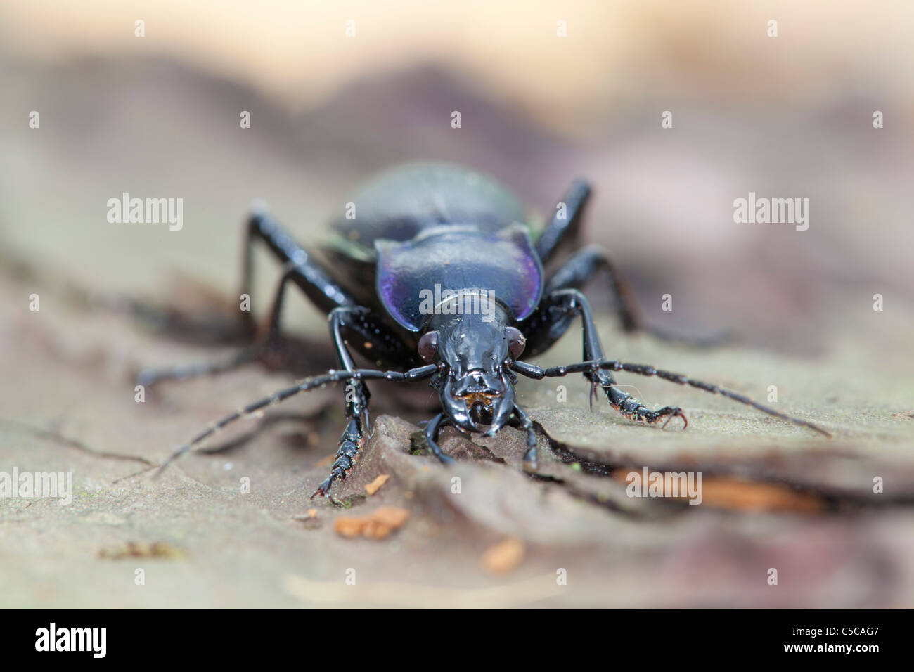 Massa viola Beetle; Carabus tendente al violaceo; su legno Foto Stock