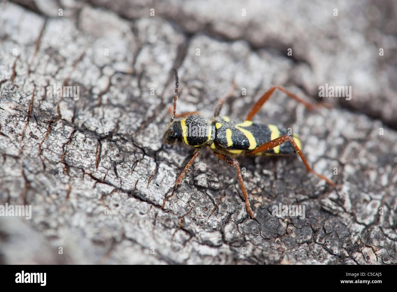 Wasp Beetle; Clytus arietis; su legno Foto Stock