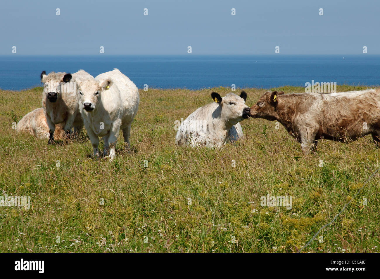 Allevamento di Bestiame sull isola di Helgoland Foto Stock