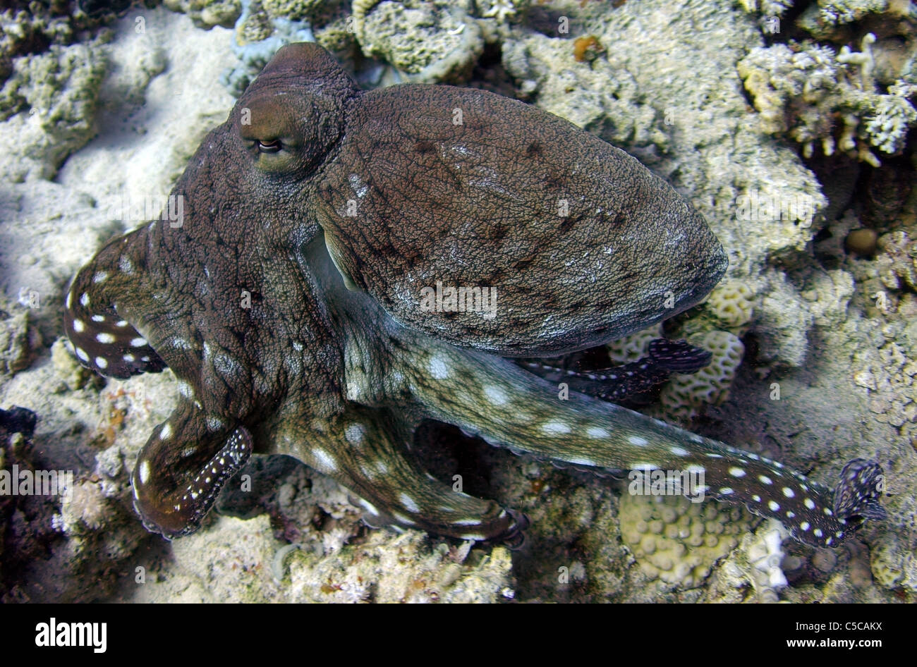 Reef Octopus, Big Blue octopus, giorno octopus e Cyane il polpo (Octopus Cyaneus) Mare Rosso, Egitto, Africa Foto Stock