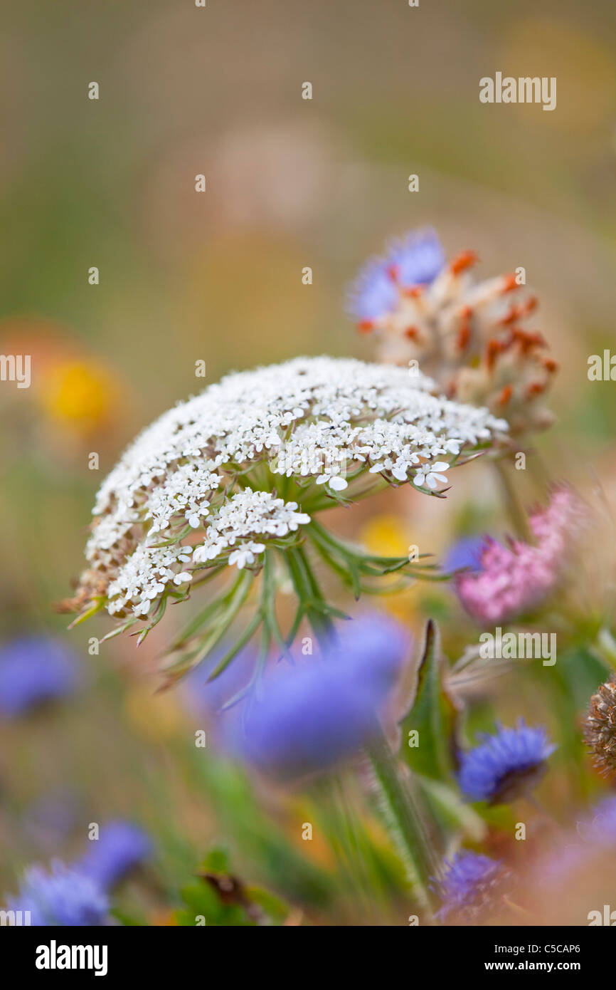 Wild carota; Daucus carota; in fiore; Scozia Scotland Foto Stock