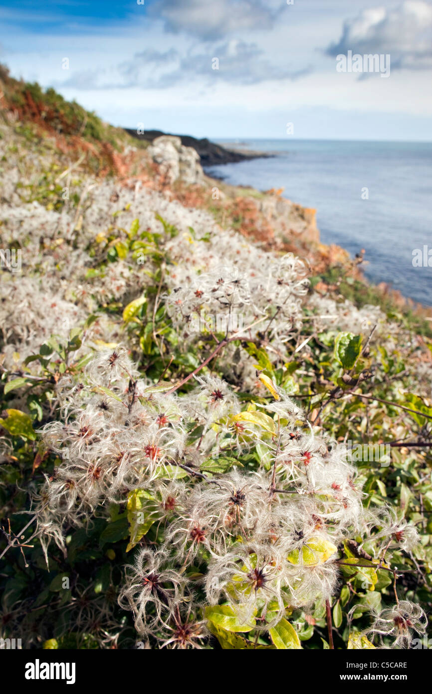 Traveler's gioia; Clematis vitalba; o uomo vecchio con la barba; punto di pianura; Cornovaglia Foto Stock