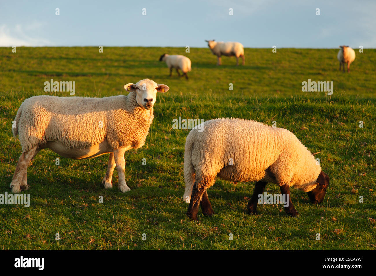 Suffolk pecore sulla diga vicino Glückstadt Foto Stock