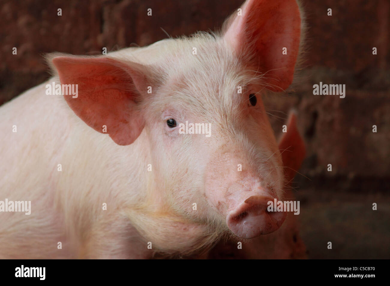 Pronto per il recipiente di cottura! Foto Stock