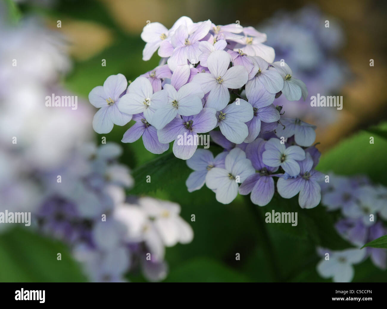 Lunaria rediviva impianto, nome comune: perenne onestà, Brassicaceae family Foto Stock