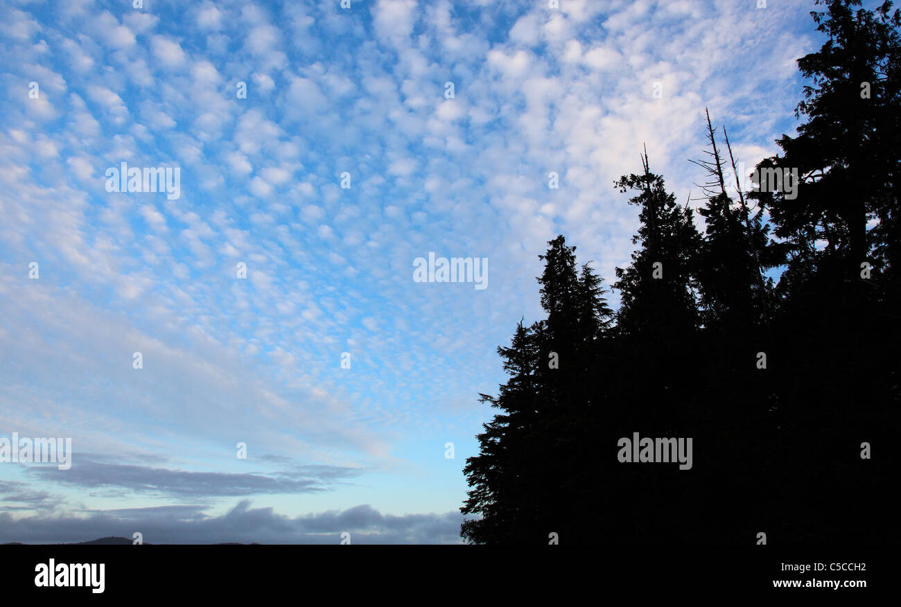 Nuvole sparse nel cielo al tramonto su una spiaggia vicino a Tofino BC Canada con alberi foresta stagliano contro il cielo blu Foto Stock