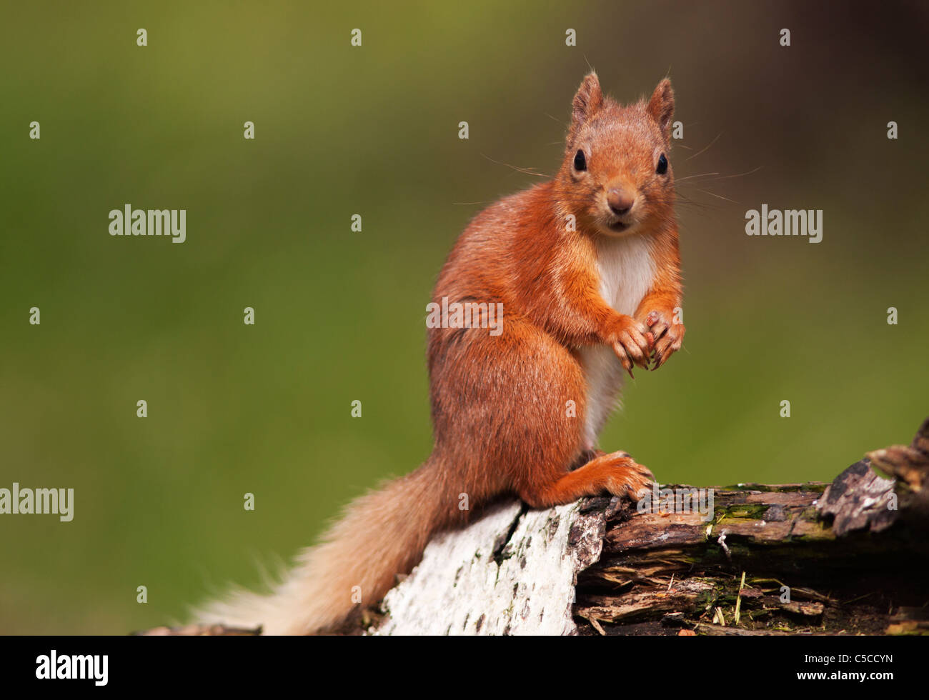 Curioso scoiattolo rosso Sciurus vulgaris guardando fotocamera , Strathspey, Scozia Foto Stock