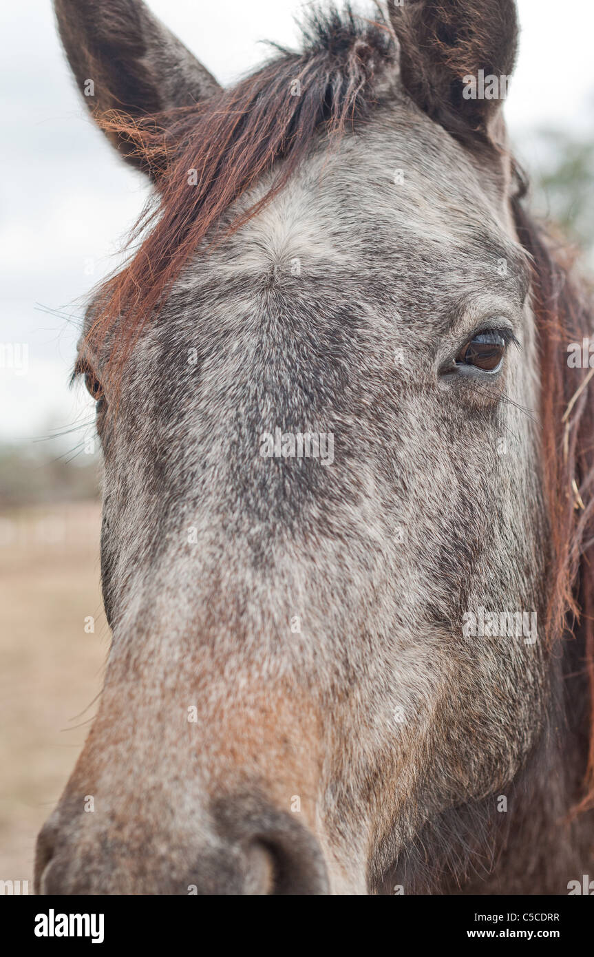 Grigio e marrone a cavallo con la criniera rossiccio e gli occhi castani in un pascolo Foto Stock