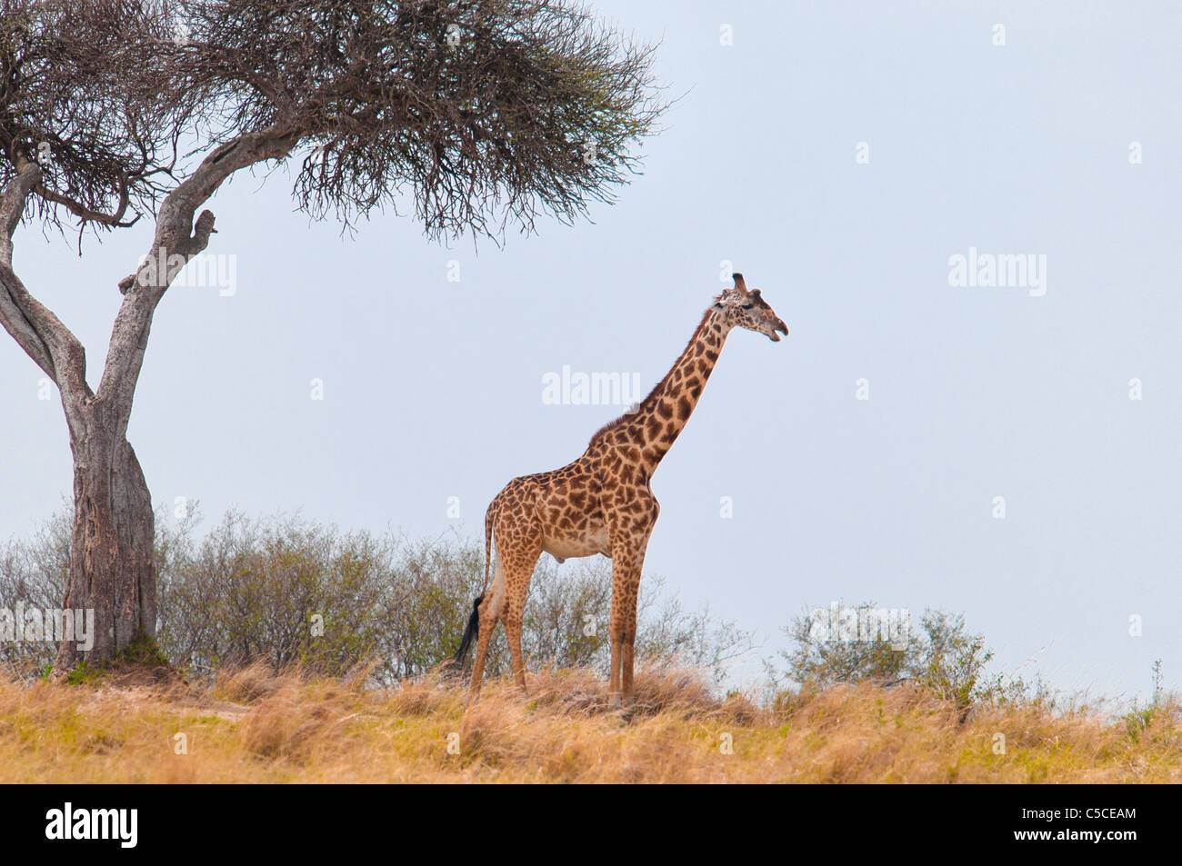Masai Giraffe, Giraffa camelopardalis, il Masai Mara riserva nazionale, Kenya, Africa Foto Stock