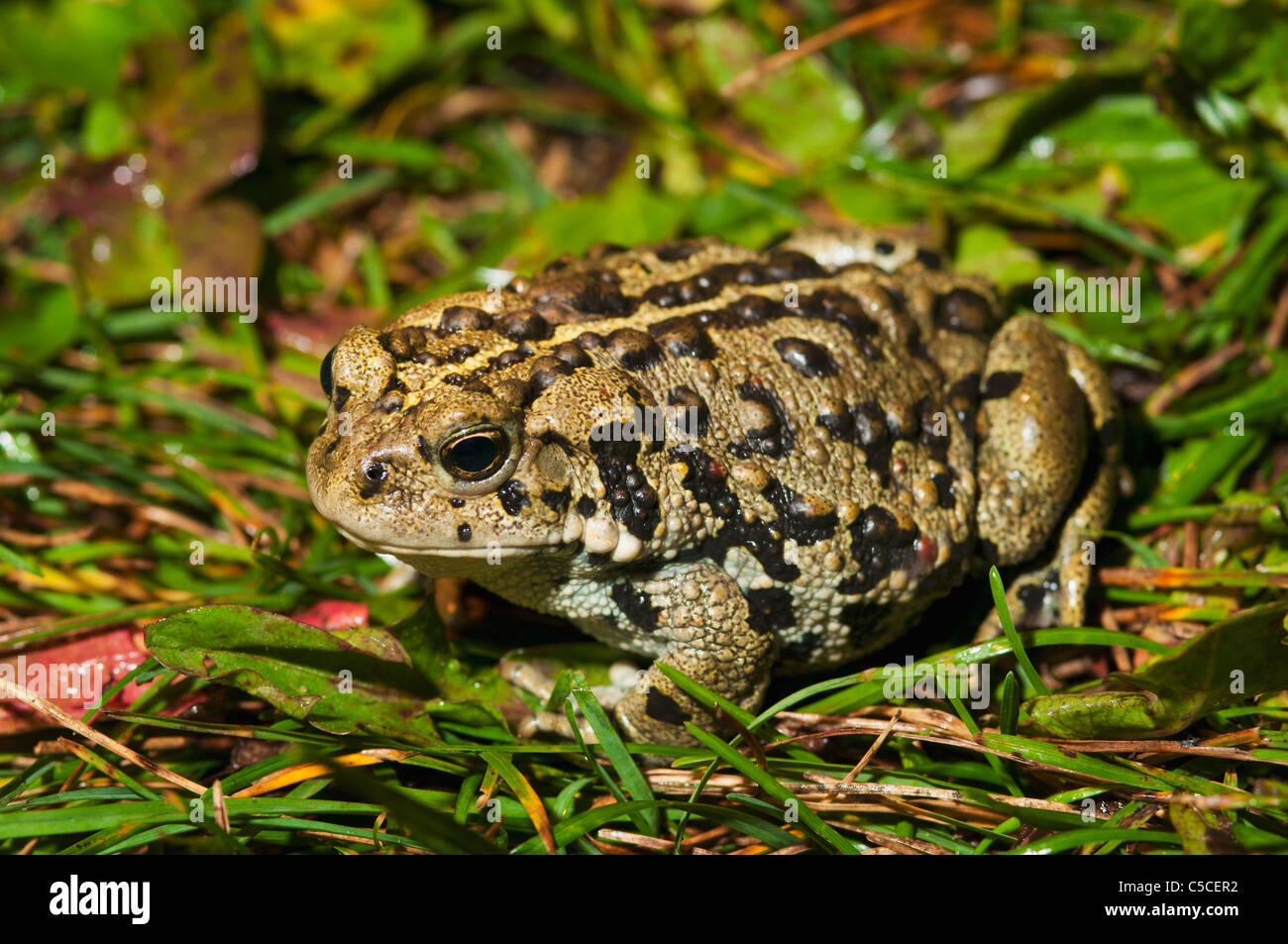 Il rospo boreale (Anaxyrus Boreas Boreas); Edmonton, Alberta, Canada Foto Stock