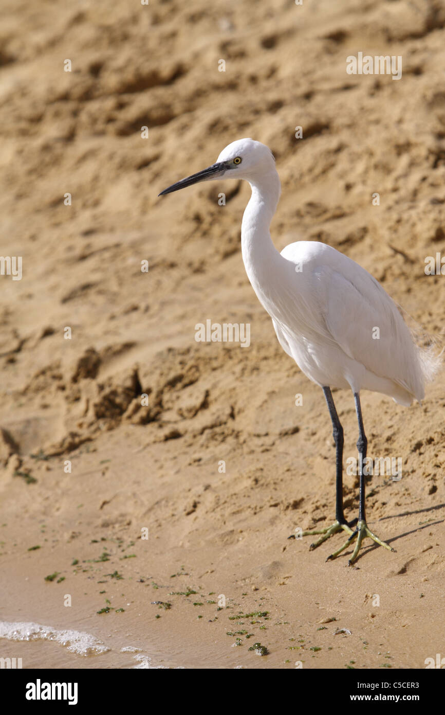 Garzetta in piedi vicino al lago Foto Stock