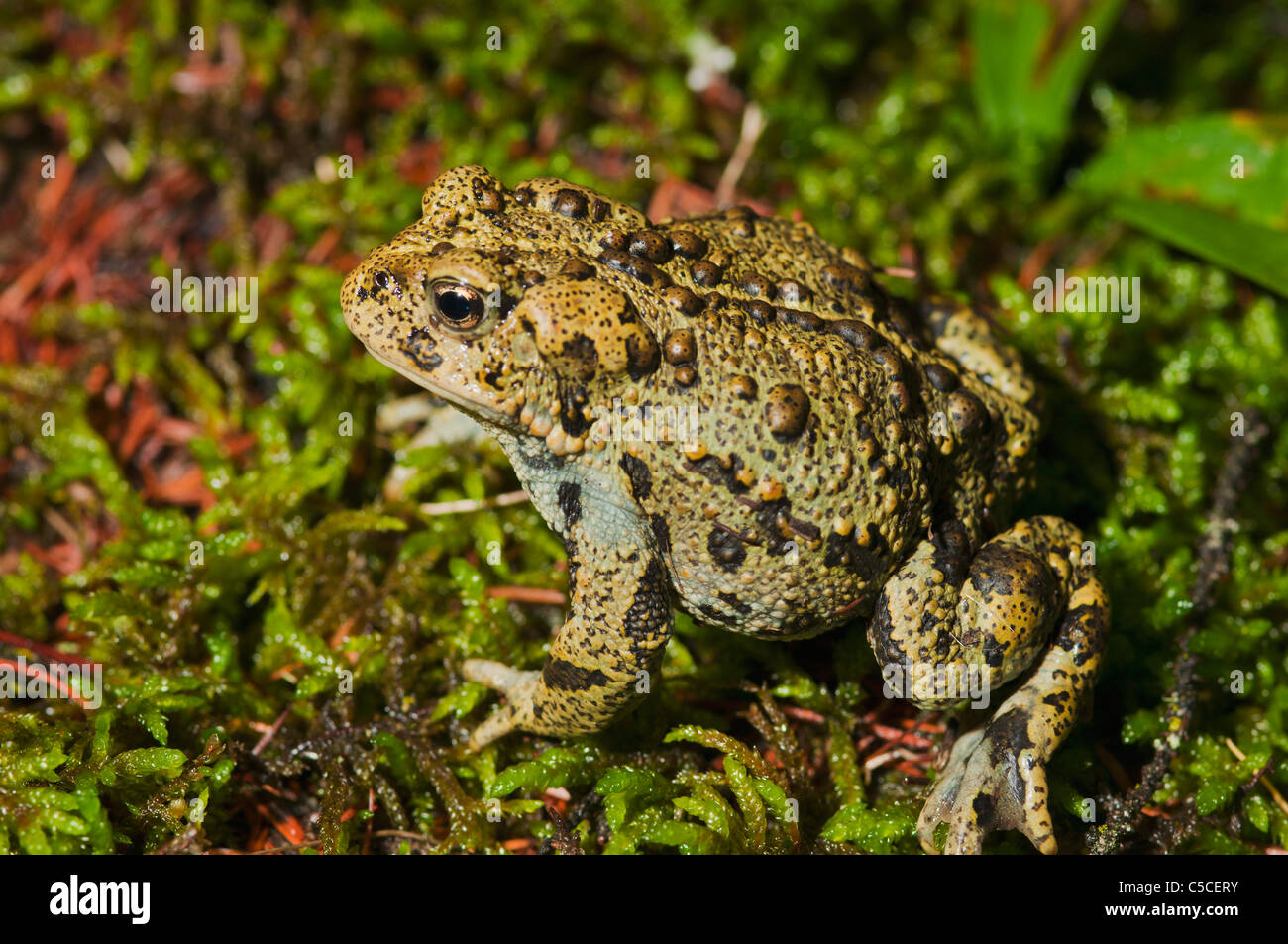 Il rospo boreale (Anaxyrus Boreas Boreas); Edmonton, Alberta, Canada Foto Stock