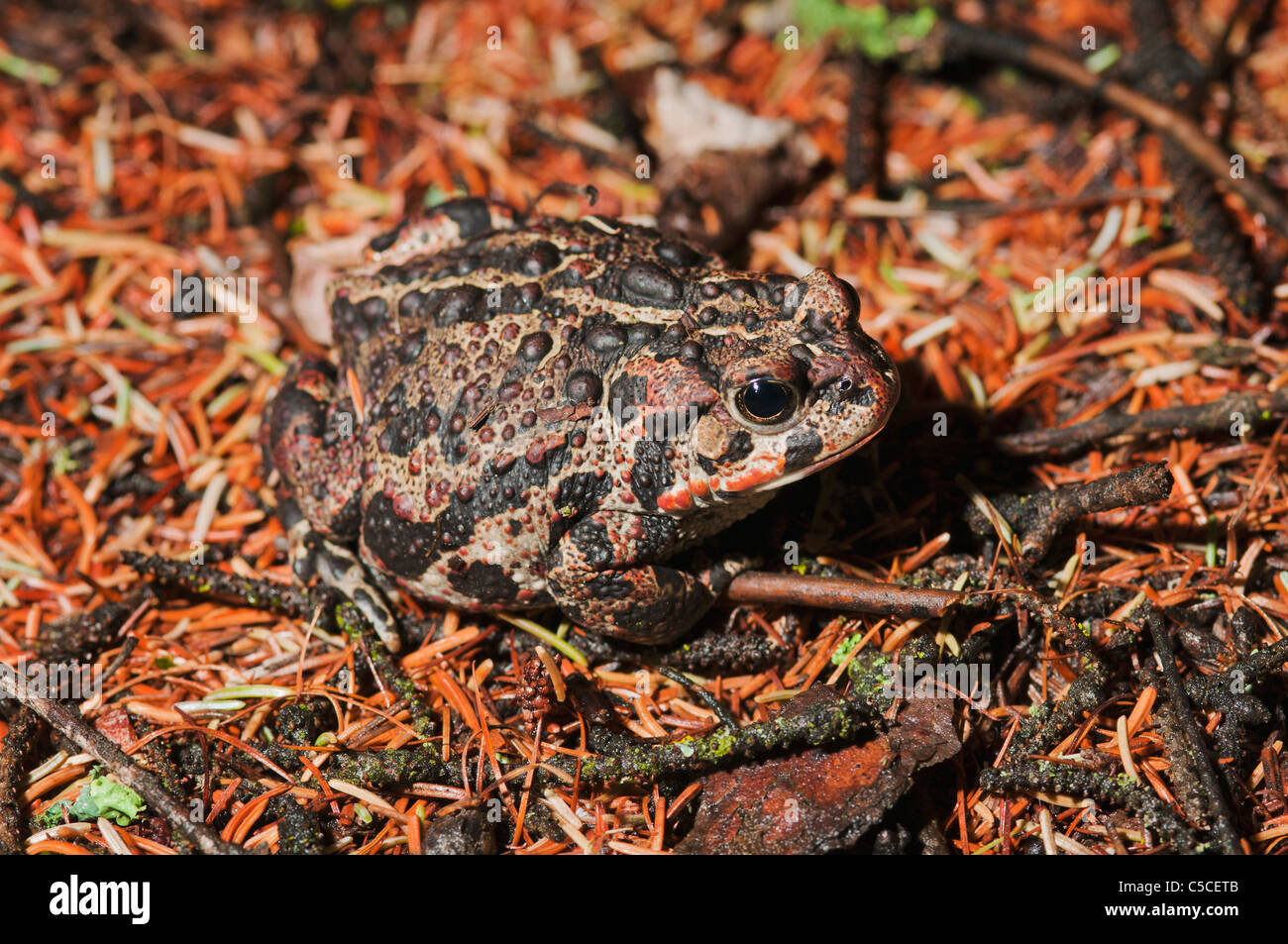 Il rospo boreale (Anaxyrus Boreas Boreas); Edmonton, Alberta, Canada Foto Stock