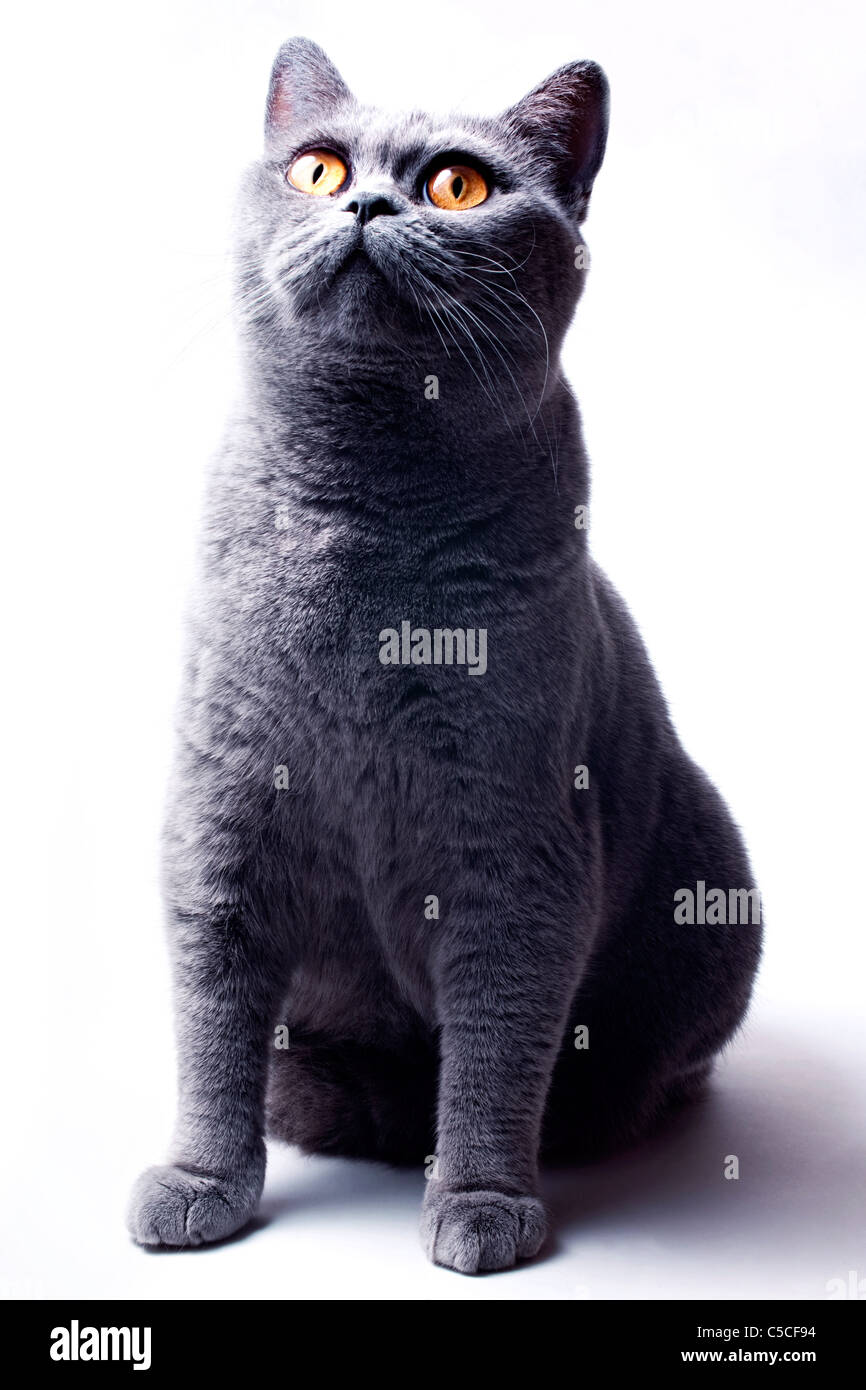 Molto bello funnyl home grigio Britannico gatto con gli occhi gialli Foto Stock