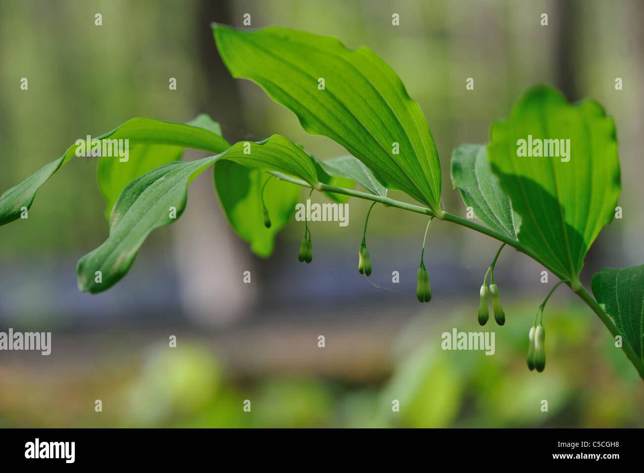 Salomone comune del sigillo - Salomone Eurasiatica del sigillo (Polygonatum multiflorum - Polygonatum biflorum) fioritura in primavera Foto Stock