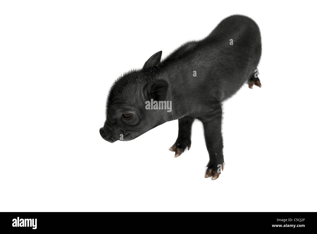 Il nero di maiale giovane è isolato su bianco Foto Stock