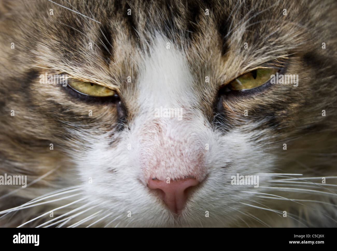 Astrazione. Cercare di cat Foto Stock