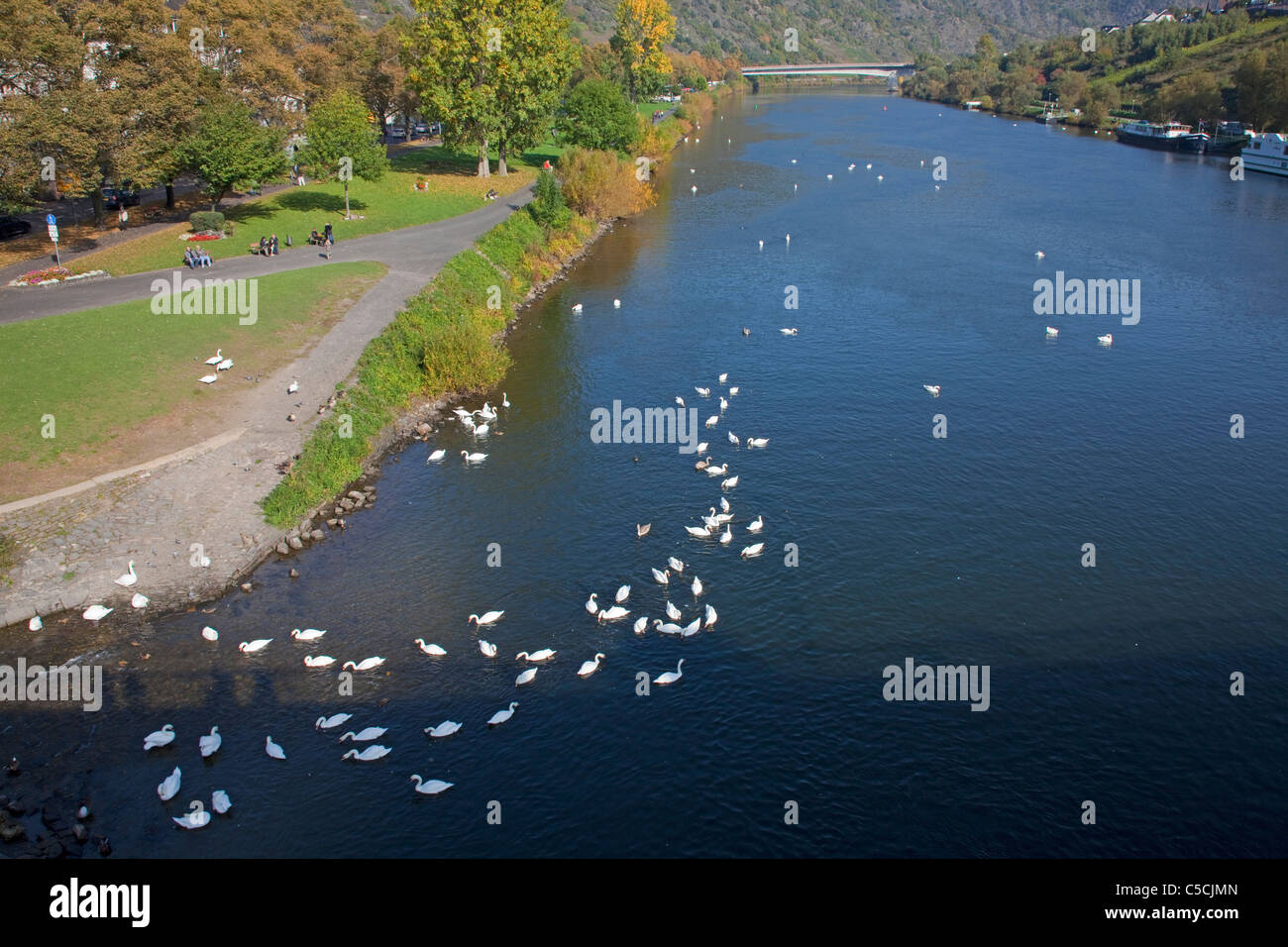 Schwaene Am Moselufer bei der Bruecke a Cochem, Herbst, molti cigni sul fiume Mosella, autunno Foto Stock