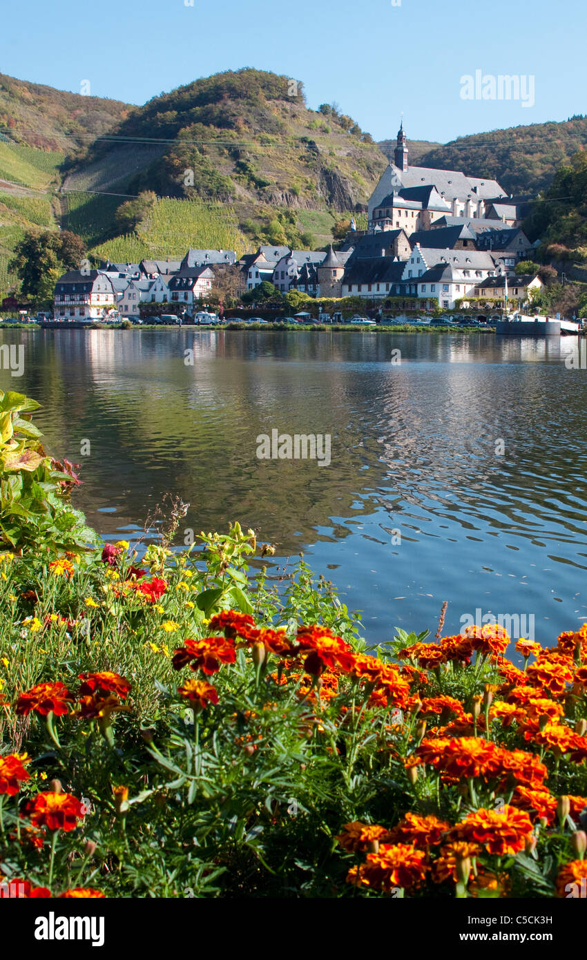 Moselufer mit Blumen, Beilstein im Herbst Mittelmosel, fiori presso il fiume Moselle, il villaggio Beilstein in autunno Foto Stock