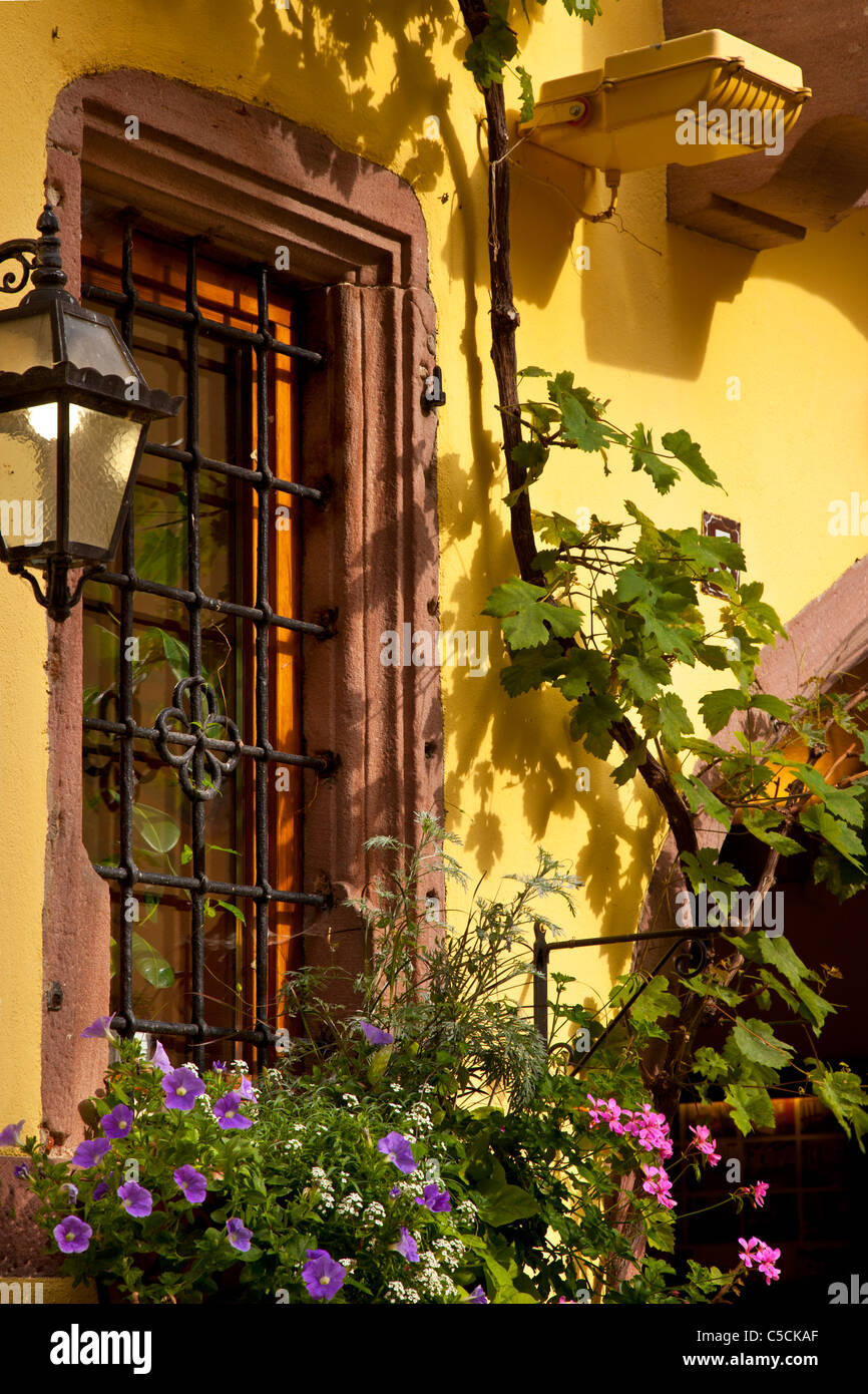 La mattina presto luce sulla finestra e cassetta per fiori in Riquewihr, lungo la strada del vino Alsaziano Haut-Rhin Francia Foto Stock