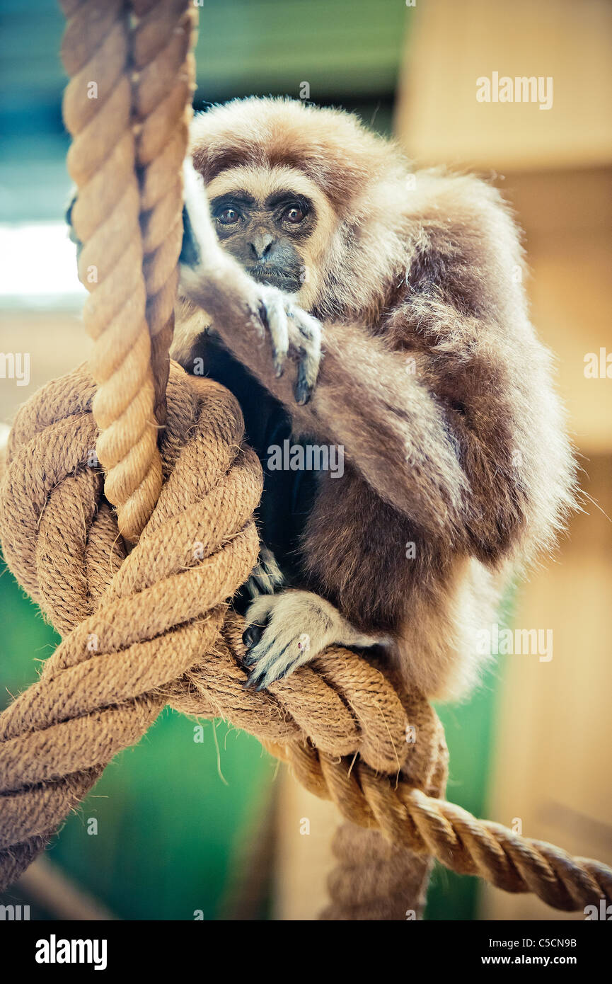 Un gibbone monkey seduto su una fune Foto Stock