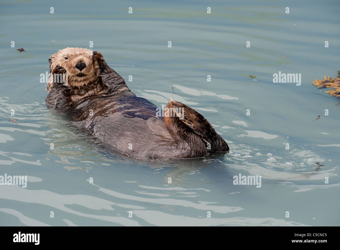 Sea Otter, Enhydra lutris ( specie in via di estinzione ), Valdez, Alaska ( Prince William Sound ) Foto Stock