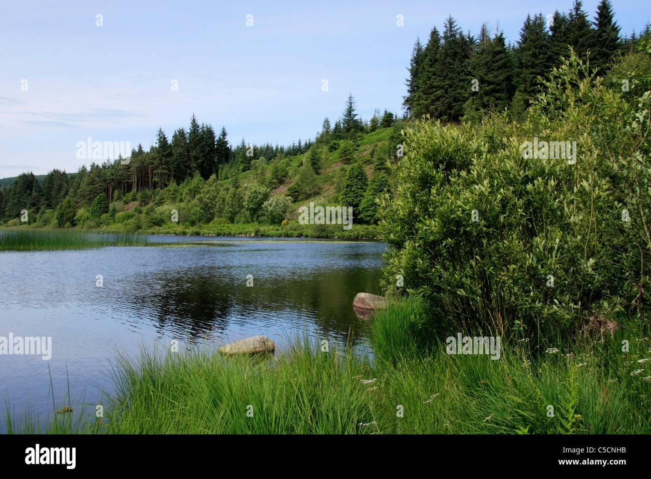 Vista del Loch Stroan dai predatori Road forest drive vicino a New Galloway a Dumfries e Galloway. Foto Stock