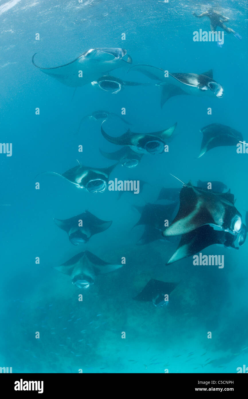 Manta ray alimentazione di aggregazione, Hanifaru Laguna, Maldive Foto Stock