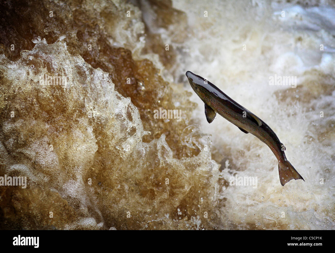 Salmoni salmoni nelle valli dello Yorkshire a Stainforth Force Foto Stock