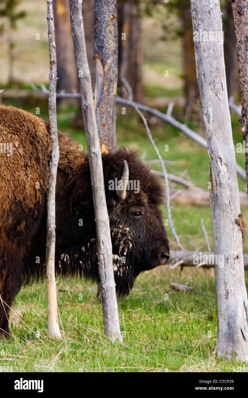 Bison tra alberi di graffiare fuori alcuni vecchi cappotto invernale Foto Stock Bison tra alberi di graffiare fuori alcuni vecchi cappotto invernale Foto Stock