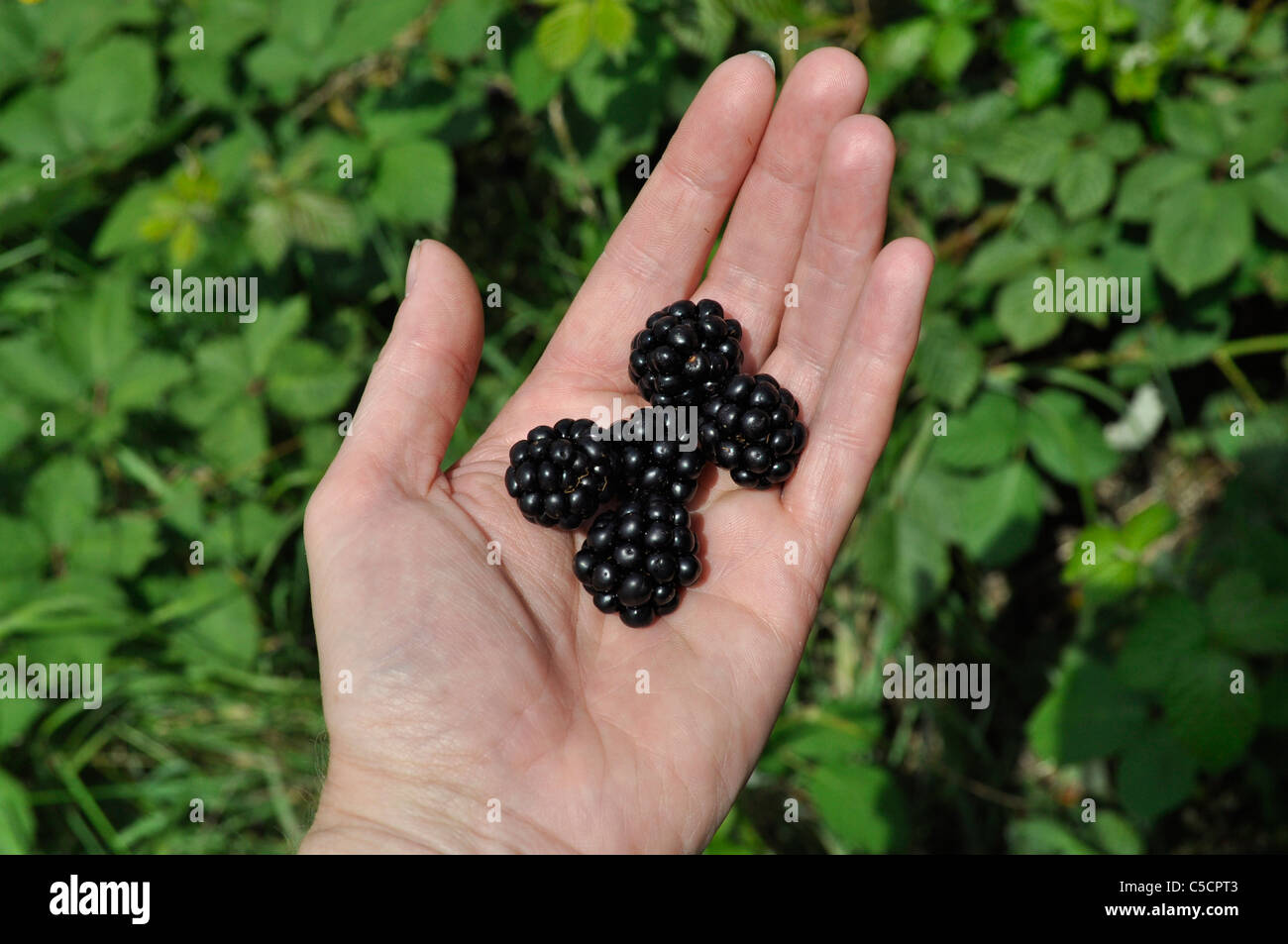 Donna di mano azienda appena raccolto more selvatiche con blackberry bush in background, Tottenham paludi, London, Regno Unito Foto Stock