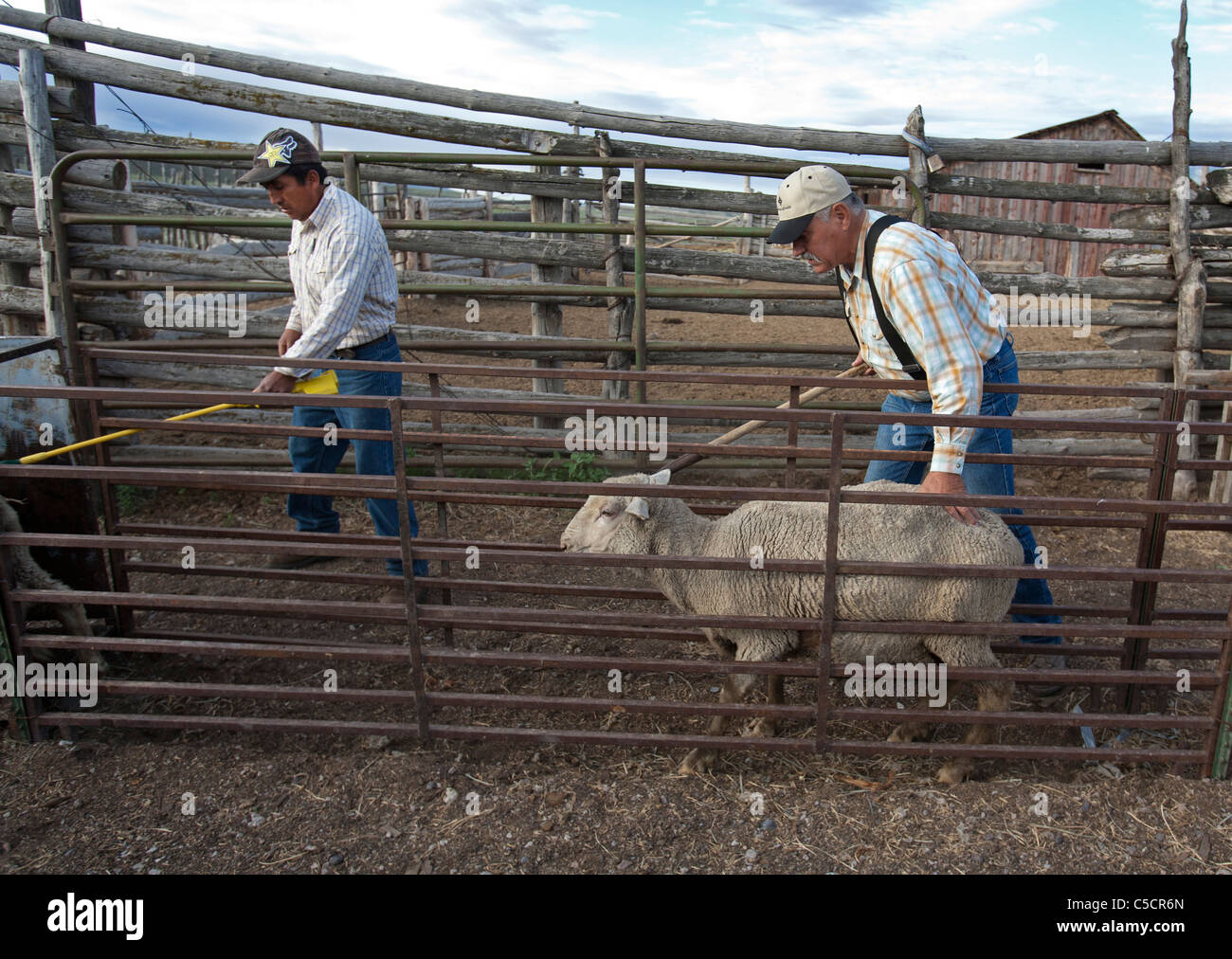 Nevada Ranch di pecora Foto Stock