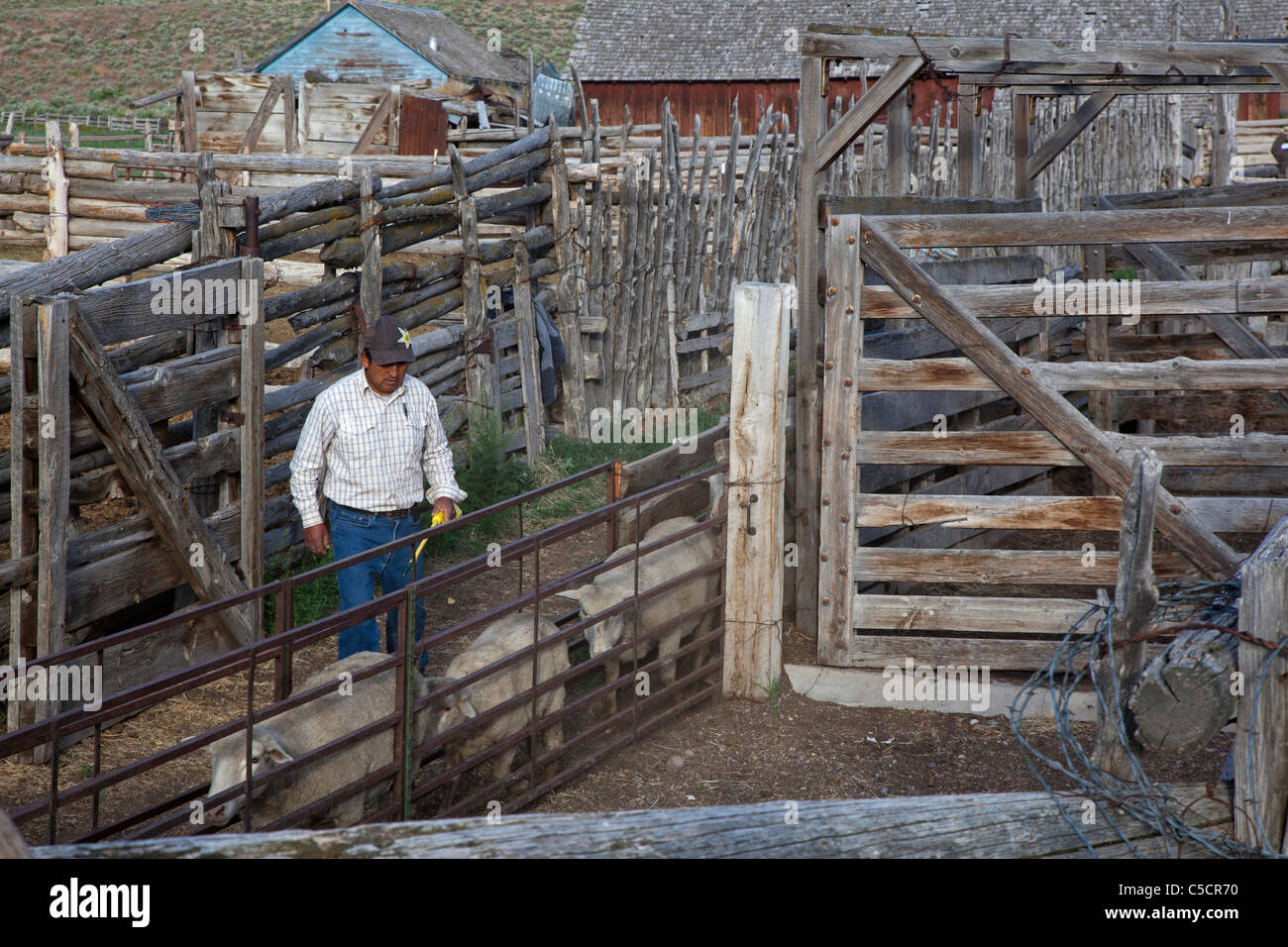 Nevada Ranch di pecora Foto Stock