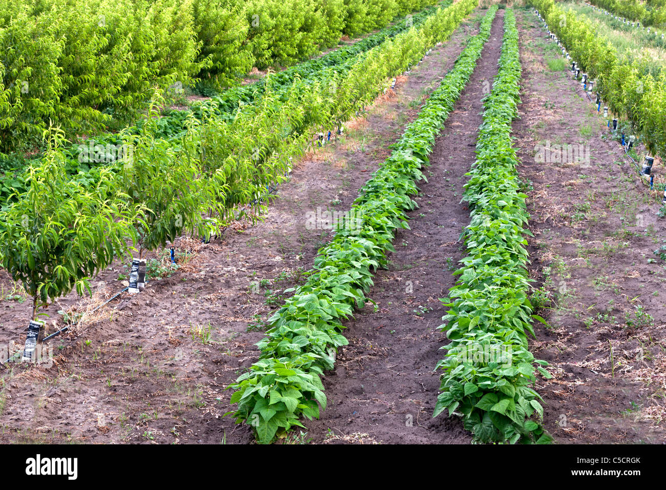 Intercropping, giovani peach orchard, fagiolini Foto Stock