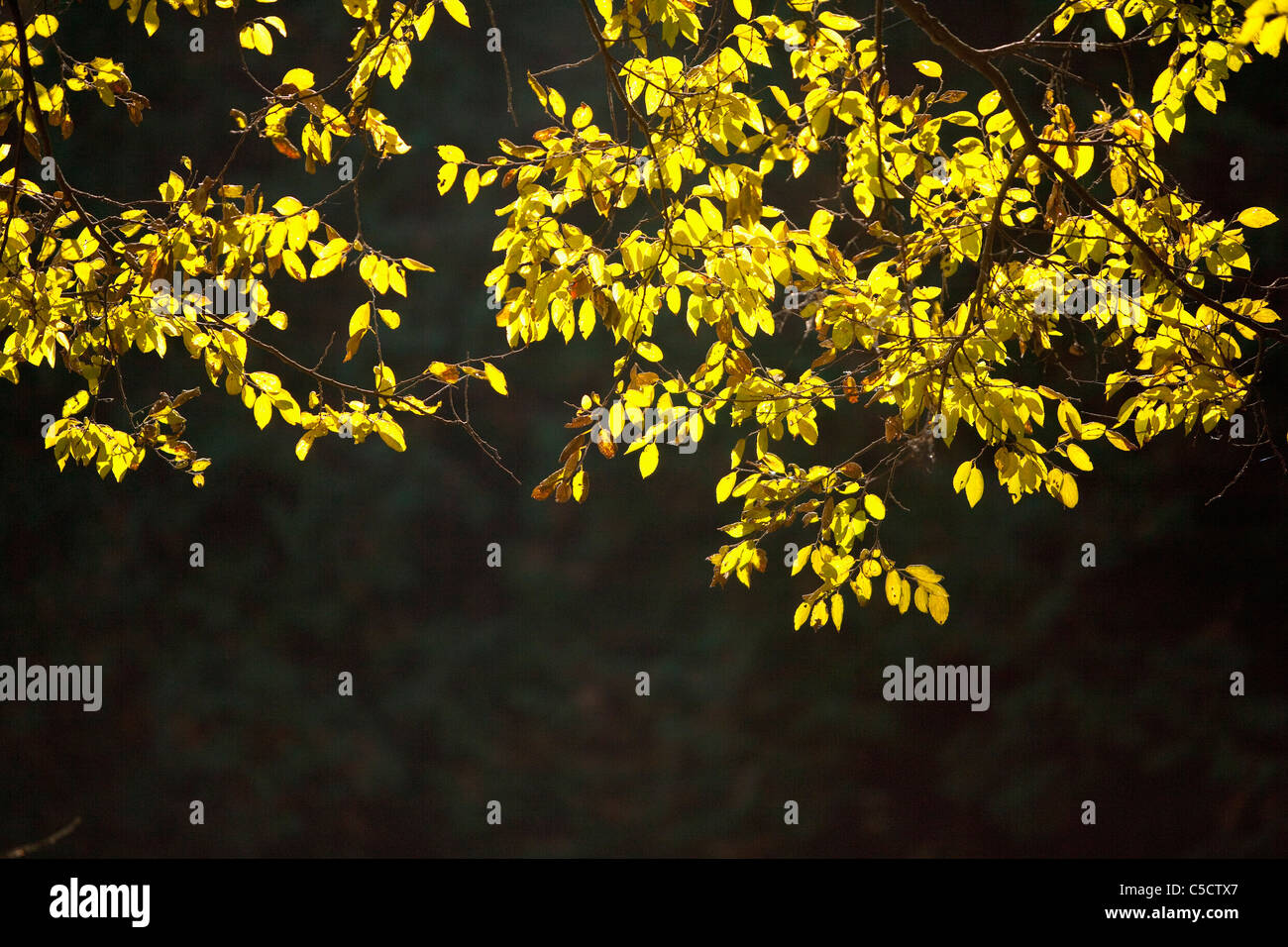 Sun accesa per le foglie Foto Stock