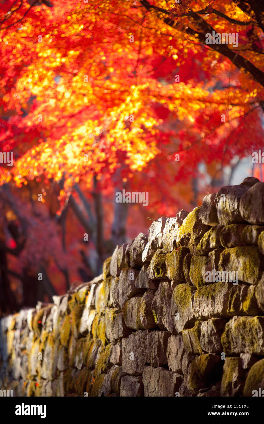 Muro di pietra sotto gli alberi di acero Foto Stock