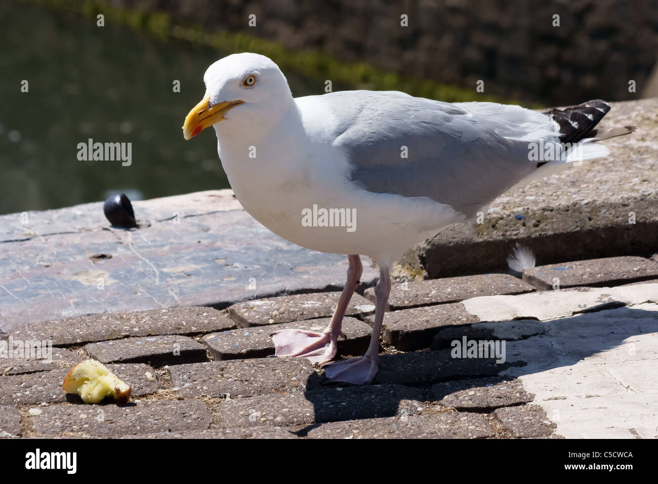 Seagull mangiare Apple Foto Stock