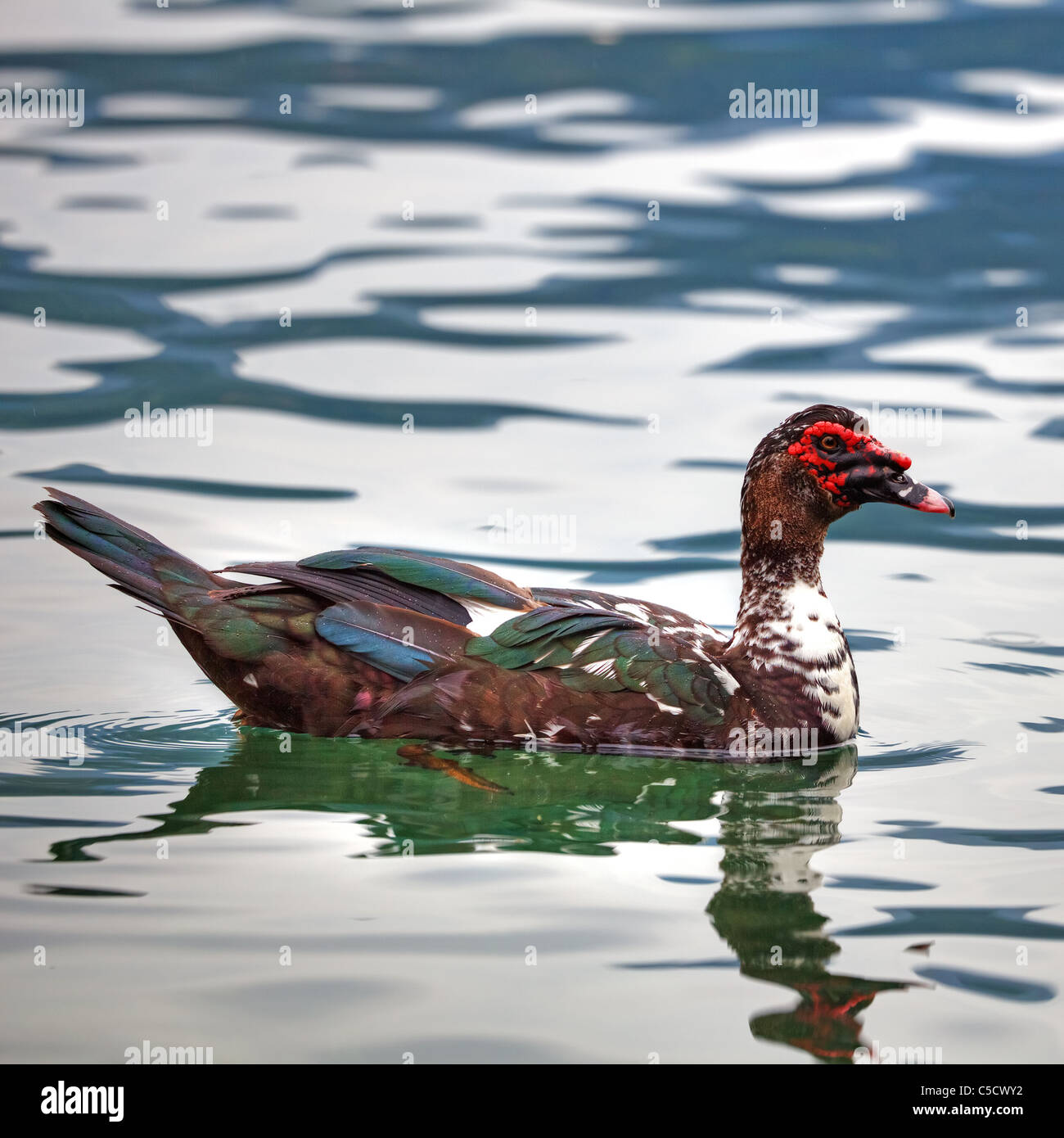 Un muschio duck nel Lago d'Orta Foto Stock