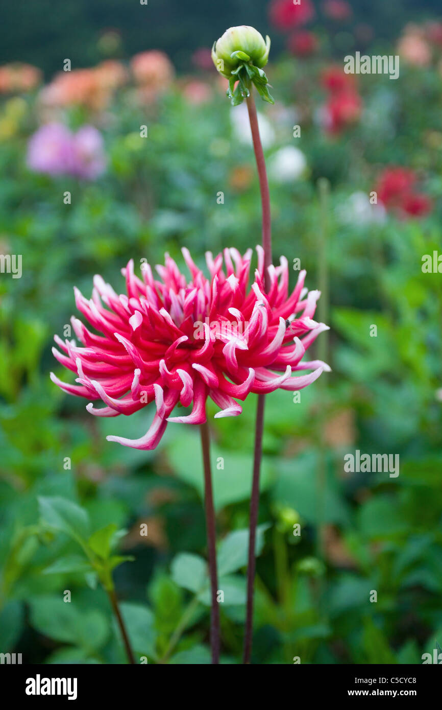 germoglio di fiore rosa Foto Stock