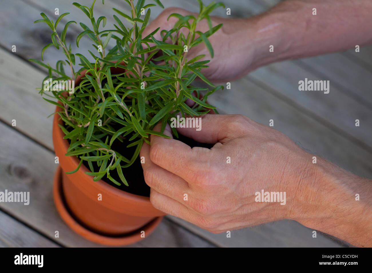 Close-up di mani con pianta in vaso su tavole di legno Foto Stock
