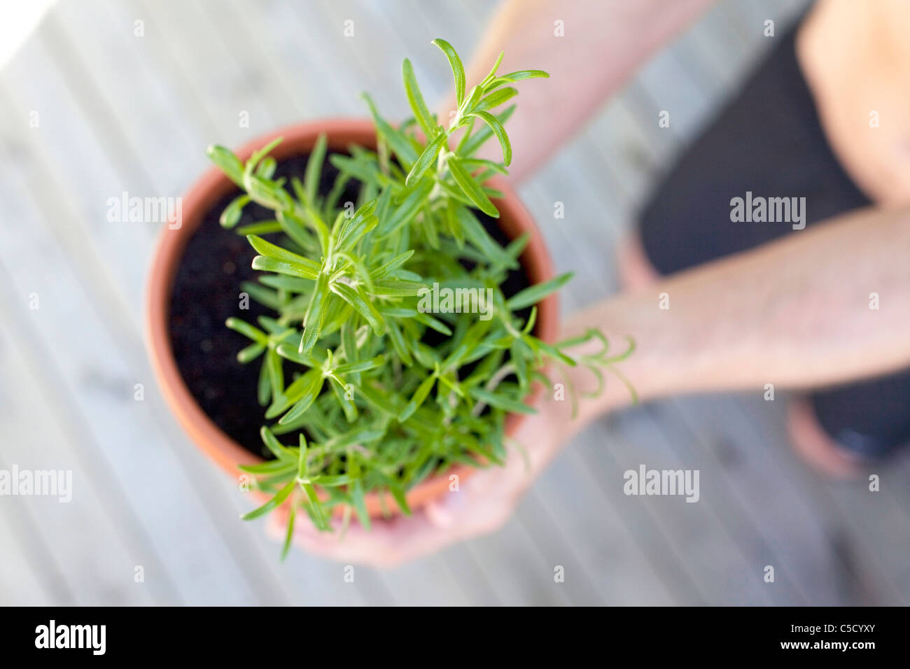 Close-up vista dall'alto di mani tenendo una pianta in vaso Foto Stock