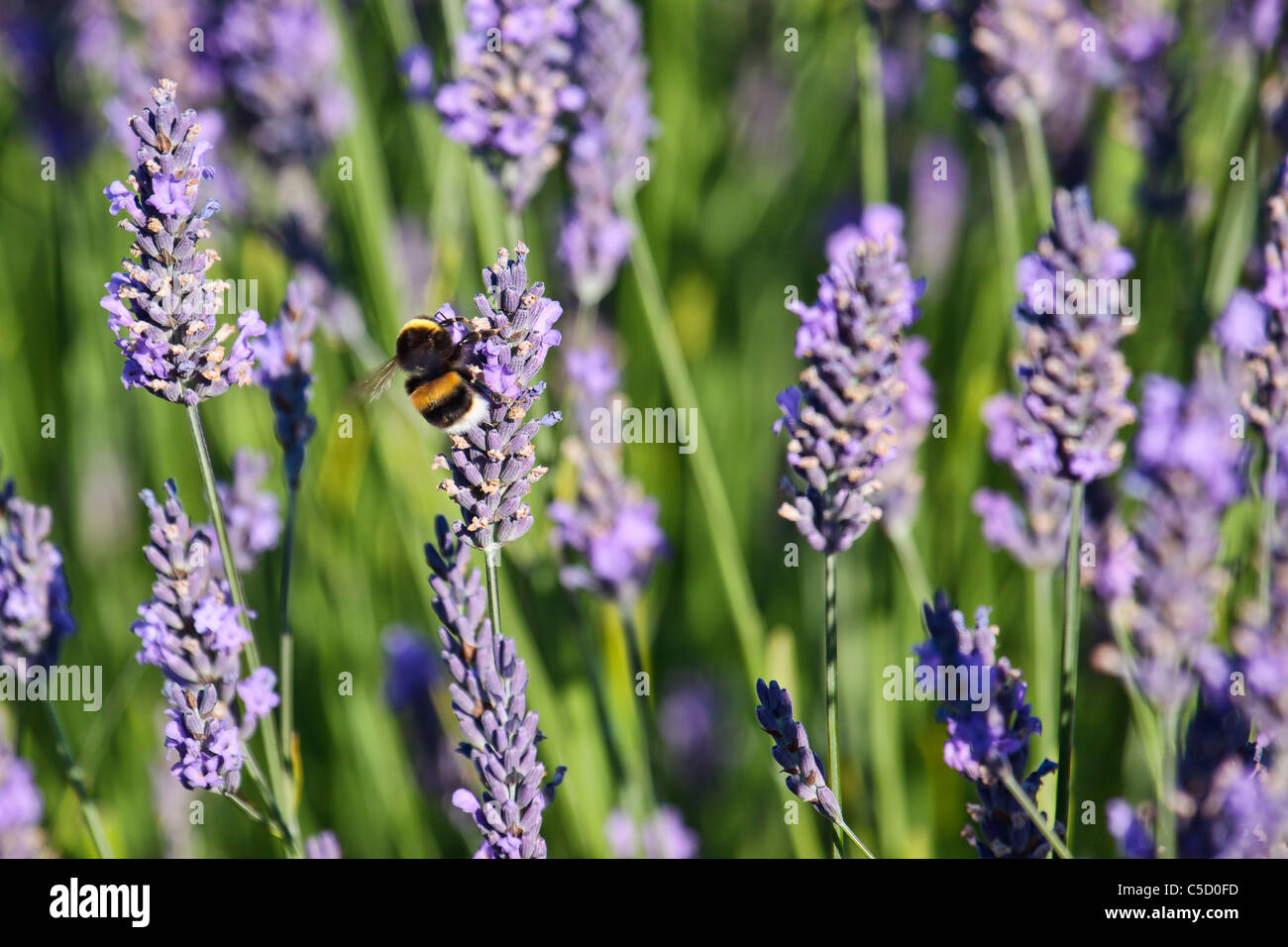 Bumblebee sulla Lavanda Foto Stock